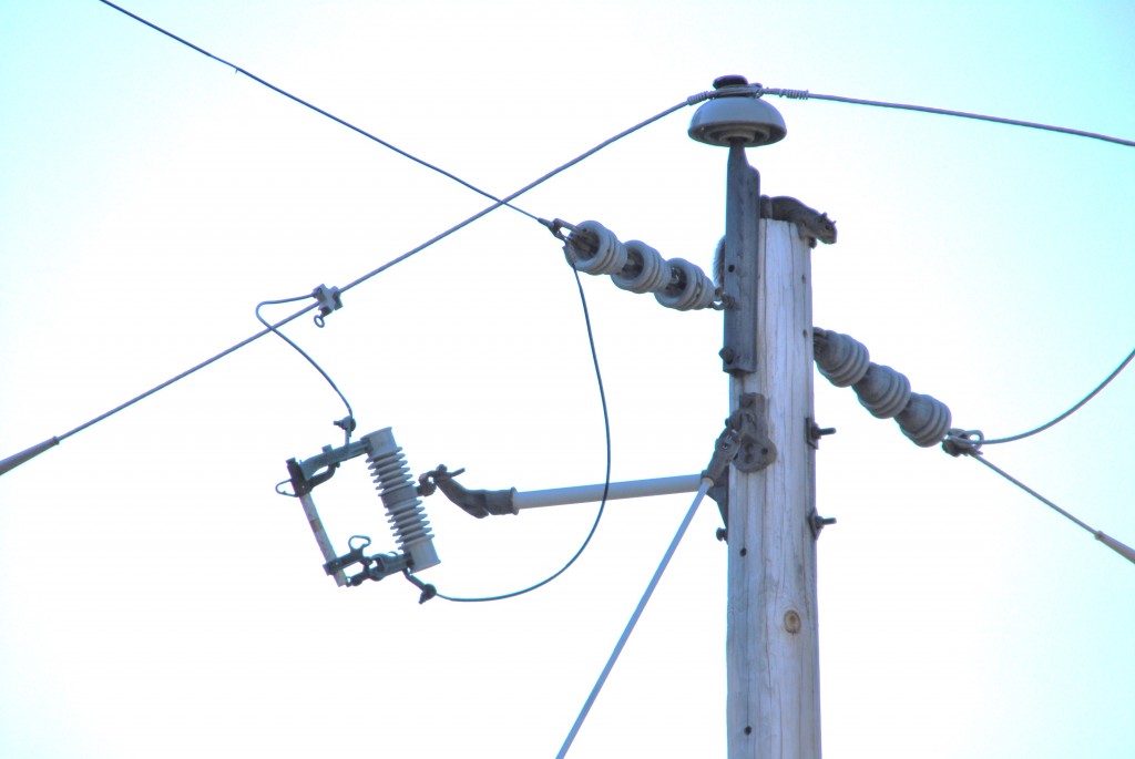 Squirrel on Utility Pole