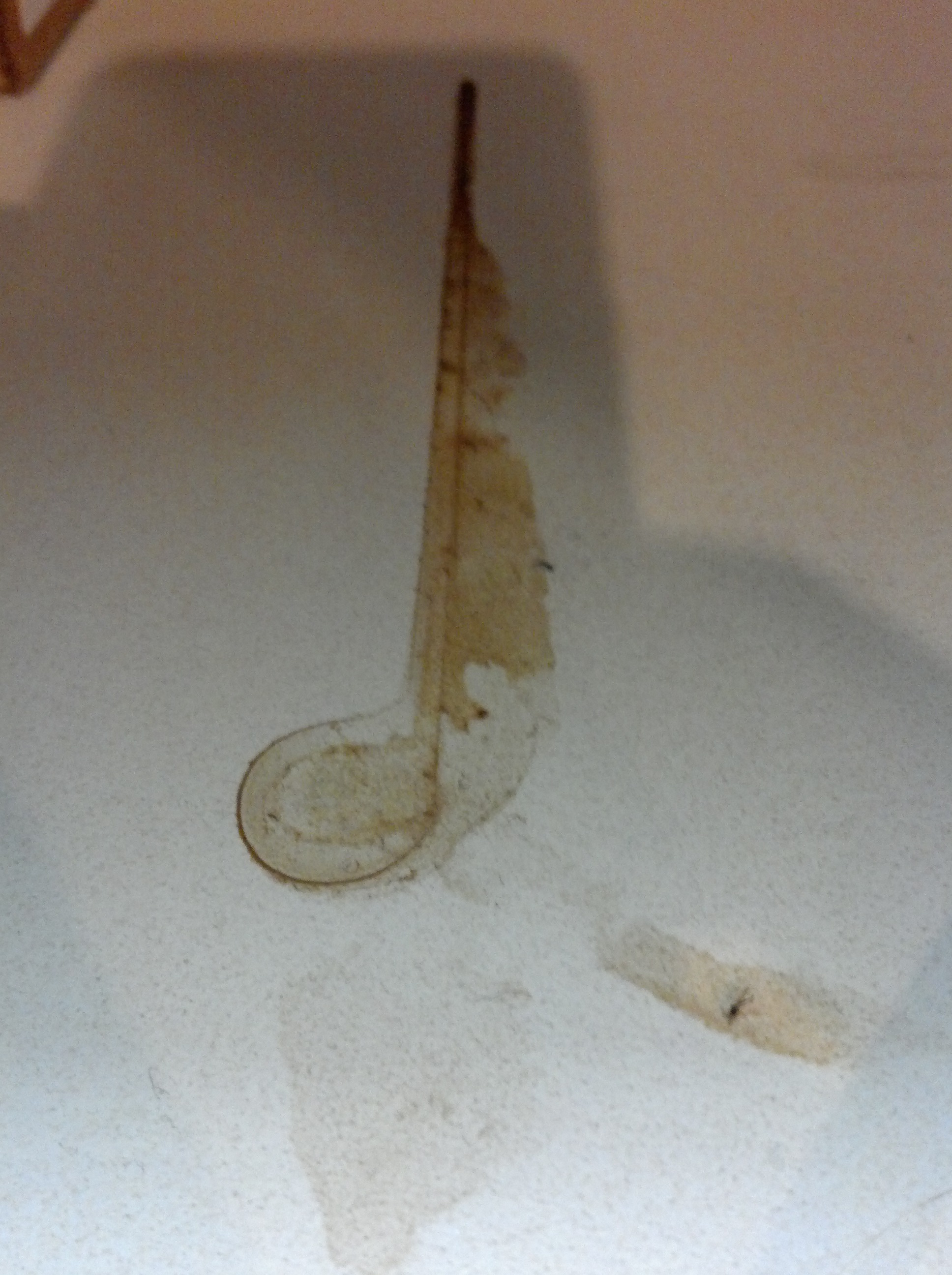 coffee stain music note